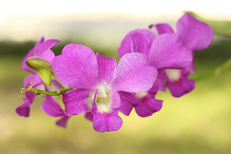 美丽的紫兰花植物学公园花瓣兰花花园园艺花朵植物群植物异国图片