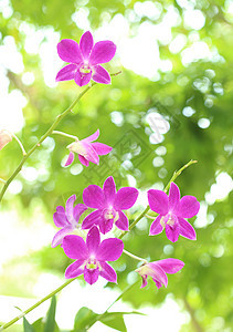 美丽的紫兰花花园公园环境植物群异国热带情调植物植物学花朵图片
