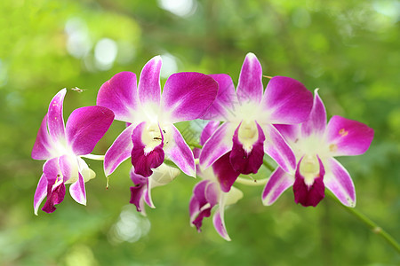 美丽的紫兰花植物群异国花朵花园紫色植物学热带情调园艺兰花图片