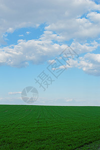 蓝云天空下的小麦田玉米农业谷物场景天空农田牧场季节风景草原图片