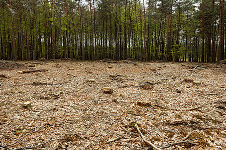 砍伐森林和伐木戒指松树季节树桩损害天空破坏树干环境材料图片