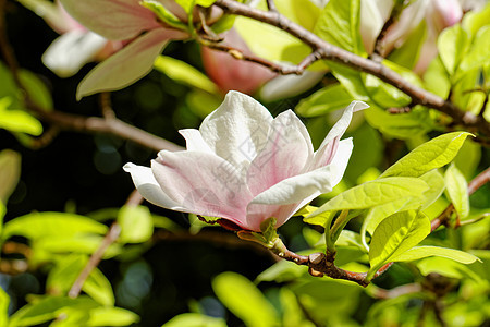 Magnolia 树叶子季节阳光照射花瓣植物学花园乔木蓝色脆弱性植物图片