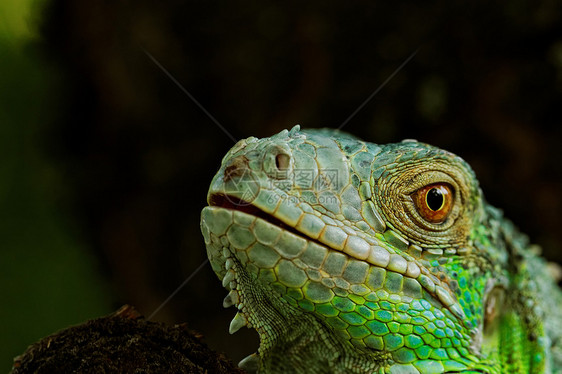 绿色蜥蜴的肖像热带尾巴爬虫爬行动物动物园鬣蜥宏观爪子脊椎动物生物图片