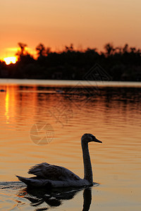 日落时在湖边的天鹅公园蓝色脖子游泳太阳羽毛野生动物池塘荒野翅膀图片