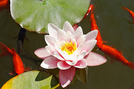 粉红水百合叶子植物群花瓣花朵环境水池植物玫瑰季节睡莲图片