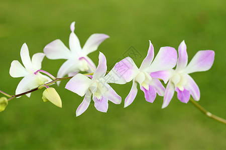 紫色白色兰花 近身美丽的紫色白兰花植物情调花园植物学热带环境花束园艺异国花瓣植物群图片