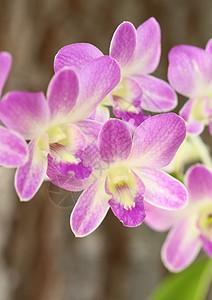 美丽的紫兰花花束花园情调紫色环境花朵兰花花瓣园艺热带图片