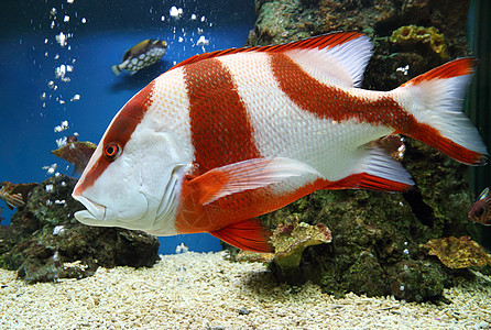 红色皇帝野生动物情调障碍海洋旅行热带盐水潜水动物钓鱼图片