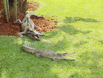 鳄鱼躺在草地上两栖场地动物荒野猎人池塘动物园野生动物捕食者眼睛图片