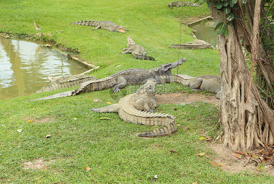 鳄鱼躺在草地上公园两栖池塘眼睛野生动物热带猎人动物捕食者动物园图片