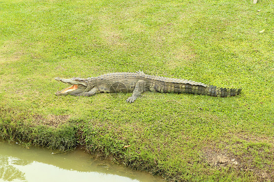 鳄鱼躺在草地上捕食者危险动物园野生动物动物爬虫皮肤猎人公园热带图片