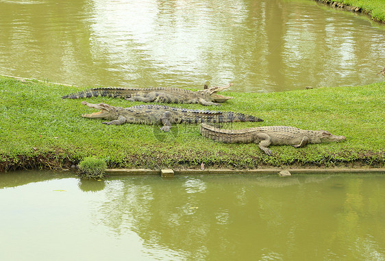 鳄鱼躺在草地上野生动物眼睛动物园皮肤荒野猎人捕食者爬虫两栖热带图片
