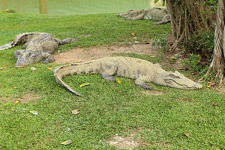鳄鱼休息动物园热带荒野捕食者公园眼睛野生动物猎人场地皮肤图片