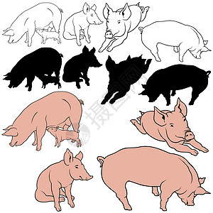 收集猪猪肉曲线鼻子公猪火腿绘画剪影哺乳动物草图小猪动物图片