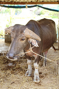在马棚里的水牛哺乳动物热带旅行力量游客马厩农业天堂农村农场图片