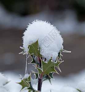 霍莉雪雪球背景图片