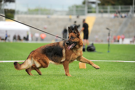 德国牧狗跑着体育场动物犬类游戏牧羊人牧羊犬面包头发鼻子跑步图片