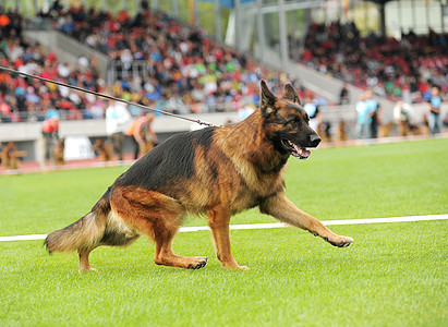 德国牧狗跑着棕色犬类跑步动物宠物伴侣衣领牧羊犬头发游戏图片