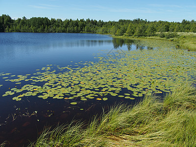 夏天的湖边斑点石头森林浅滩支撑天空太阳射线蓝色小路图片