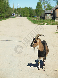 村里的山羊天空生活农村喇叭居住干草村庄国家保姆胡须图片