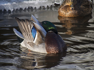 冬天在湖边的鸭子季节性公园羽毛水坑野生动物棕色池塘荒野水禽绿色图片