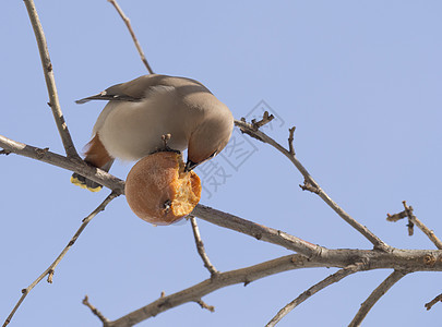 吃苹果的奶油饼水果浆果枝条羽毛螃蟹阳光摄影鸟类翅膀野生动物图片