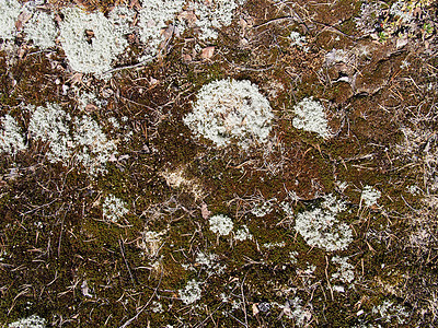 地砖森林苔藓荒野荒地菌类环境食物植物苔原针叶林图片