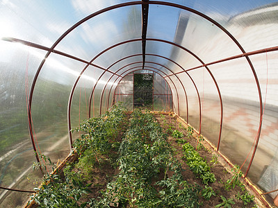 温室气体内部文化苗圃绿色植物效应玻璃叶子农场生长栽培食物图片
