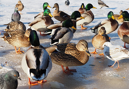 冬天湖边的鸟儿反射海鸥叶子鸽子衬套黄色绿色鸭子阳光红色图片