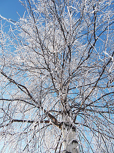 下雪时伯赫场景森林风景地平线桦木乡村草地乔木落叶寒冷图片