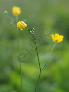 黄花果太阳雏菊植物草地野花宏观季节甘菊国家场地图片