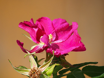 狗玫瑰罗萨卡尼娜花朵绿色花瓣叶子花园季节植物学粉色植物图片