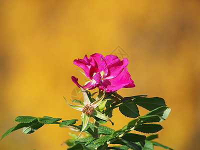 狗玫瑰罗萨卡尼娜花朵花瓣叶子植物季节绿色花园粉色植物学图片