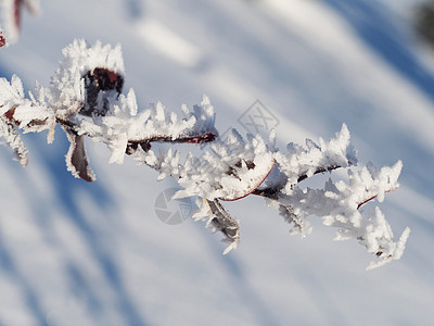 积雪中的巴莓树枝多刺植物枝条天空蓝色白色图片