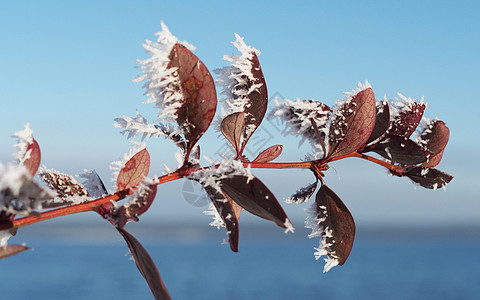 积雪中的巴莓树枝蓝色植物多刺天空白色枝条图片