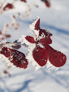 积雪中的巴莓树枝天空多刺蓝色植物白色枝条图片