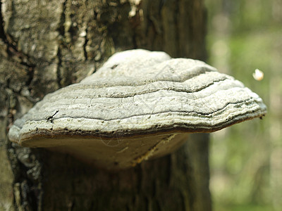 蘑菇一个修剪机植物腐烂孢子寄生虫生长采摘毒菌树木国家宏观图片