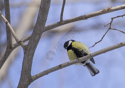 树枝上的大胸主要木头观鸟灰色野生动物黄色荒野羽毛栖息休息小鸟图片