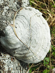 蘑菇一个修剪机帽子毛孔树干腐烂孢子收藏生长毒菌木材采摘图片