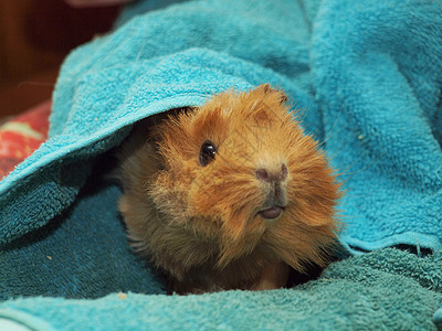 毛巾里的几内亚猪鼻子头发棕色豚鼠动物摄影哺乳动物白色晶须乐趣背景图片