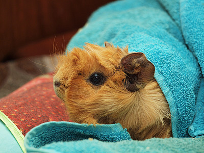 毛巾里的几内亚猪头发好奇心食物水平哺乳动物乐趣豚鼠动物宠物毛皮图片