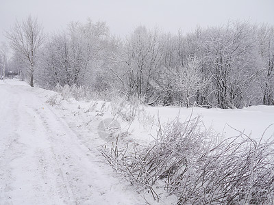 冬季风景场景场地雪景木头树木天气季节性季节接龙孤独图片