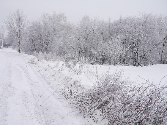 冬季风景场景场地雪景木头树木天气季节性季节接龙孤独图片