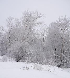 冬季风景国家季节场景天气树木森林孤独雪景场地接龙图片