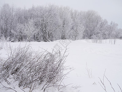 冬季风景孤独木头雪景天空天气接龙季节场地树木森林图片