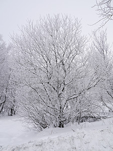 冬季风景国家森林场地树木季节性雪景场景孤独接龙天气图片