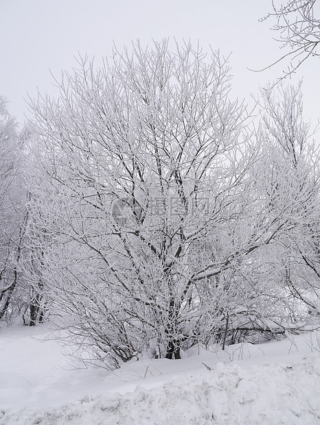 冬季风景国家森林场地树木季节性雪景场景孤独接龙天气图片