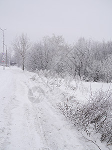 冬季风景接龙季节性雪景天气森林树木木头国家孤独天空图片