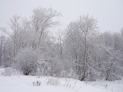 冬季风景雪景季节木头接龙森林树木天空场地天气国家图片