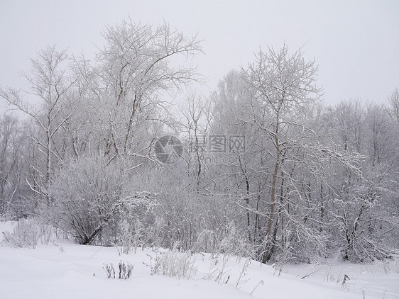 冬季风景雪景季节木头接龙森林树木天空场地天气国家图片